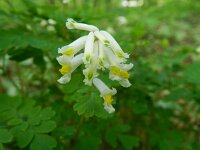 Pseudofumaria alba 6, Geelwitte helmbloem, Saxifraga-Rutger Barendse
