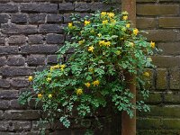 Pseudofumaria lutea 5, Gele helmbloem, Saxifraga-Ed Stikvoort