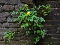 Pseudofumaria lutea 6, Gele helmbloem, Saxifraga-Ed Stikvoort