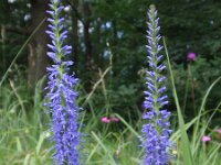 Pseudolysimachion spicatum 5, Saxifraga-Jan Willem Jongepier