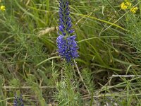 Pseudolysimachion spicatum 6, Saxifraga-Willem van Kruijsbergen