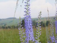 Pseudolysimachion spurium 6, Saxifraga-Jan Willem Jongepier