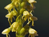 Pseudorchis straminea 10, Saxifraga-Hans Dekker