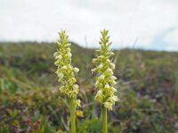 Pseudorchis straminea 14, Saxifraga-Hans Dekker