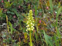 Pseudorchis straminea 7, Saxifraga-Hans Dekker