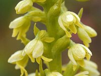 Pseudorchis straminea 8, Saxifraga-Hans Dekker