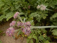 Pseudorlaya pumila 10, Saxifraga-Ed Stikvoort : Tavira