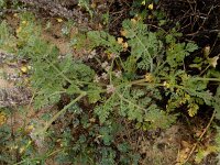Pseudorlaya pumila 11, Saxifraga-Ed Stikvoort : Tavira