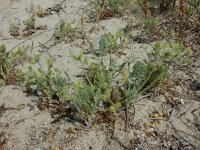 Pseudorlaya pumila 12, Saxifraga-Ed Stikvoort : Kato Gerakari en Alikana s9900