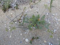 Pseudorlaya pumila 3, Saxifraga-Ed Stikvoort : Katogerakari en Alikana