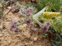 Pseudorlaya pumila 4, Saxifraga-Ed Stikvoort : Ilha Farol
