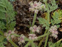 Pseudorlaya pumila 5, Saxifraga-Ed Stikvoort : Tavira