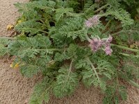 Pseudorlaya pumila 6, Saxifraga-Ed Stikvoort : Tavira