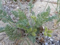 Pseudorlaya pumila 7, Saxifraga-Ed Stikvoort : Katogerakari en Alikana