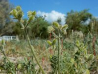 Pseudorlaya pumila 8, Saxifraga-Ed Stikvoort : Kato Gerakari en Alikana s9900