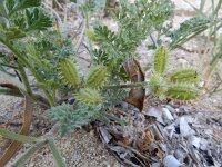 Pseudorlaya pumila 9, Saxifraga-Ed Stikvoort : Katogerakari en Alikana