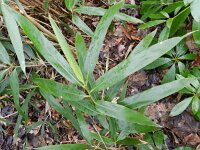 Pseudosasa japonica 4, Japanse bamboe, Saxifraga-Rutger Barendse