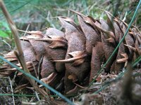 Pseudotsuga menziesii 3, Douglasspar, Saxifraga-Rutger Barendse