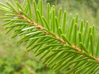Pseudotsuga menziesii 6, Douglasspar, Saxifraga-Peter Meininger