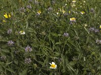 Psoralea bituminosa 2, Saxifraga-Willem van Kruijsbergen