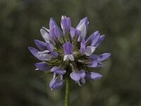 Psoralea bituminosa 3, Saxifraga-Willem van Kruijsbergen