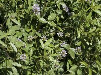 Psoralea bituminosa 4, Saxifraga-Jan van der Straaten