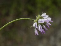 Psoralea bituminosa 9, Saxifraga-Jan van der Straaten