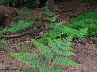 Pteridium aquilinum 25, Adelaarsvaren, Saxifraga-Ed Stikvoort