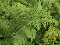 Pteridium aquilinum 3, Adelaarsvaren, Saxifraga-Jan van der Straaten