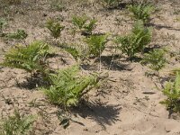 Pteridium aquilinum 35, Adelaarsvaren, Saxifraga-Willem van Kruijsbergen