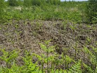Sprouting Bracken (Pteridium aquilinum)  Sprouting Bracken (Pteridium aquilinum) : Pteridium aquilinum, bracken, brake, common bracken, eagle fern, fern, sprouting, young, sprout, growth, green, flora, floral, nature, natural, oudoor, outside, oudoors, spring, springtime, summer, summertime, plant, plants