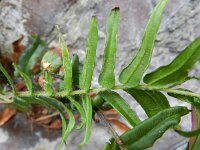 Pteris vittata 3, Saxifraga-Rutger Barendse