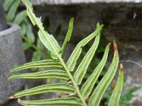Pteris vittata 4, Saxifraga-Rutger Barendse