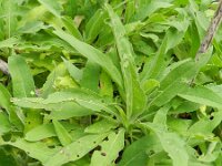 Pterocephalus dumetorus 2, Saxifraga-Rutger Barendse