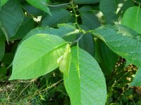 Pterostyrax hispidus 2, Saxifraga-Rutger Barendse