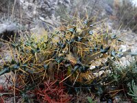 Ptilostemon hispanicus 3, Saxifraga-Ed Stikvoort