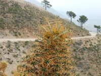 Ptilostemon hispanicus 4, Saxifraga-Ed Stikvoort