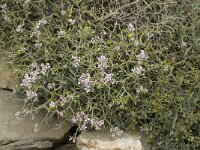 Ptilotrichum spinosum 2, Saxifraga-Jan van der Straaten