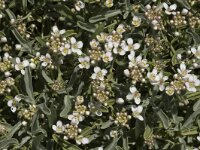 Ptilotrichum spinosum 3, Saxifraga-Marijke Verhagen