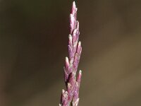 Puccinellia distans ssp distans 1, Stomp kweldergras, Saxifraga-Rutger Barendse