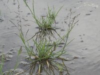 Puccinellia distans ssp distans 3, Stomp kweldergras, Saxifraga-Peter Meininger