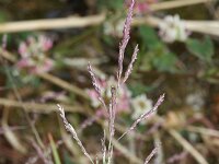 Puccinellia distans ssp distans 5, Stomp kweldergras, Saxifraga-Rutger Barendse