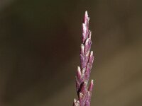 Puccinellia distans ssp distans 6, Stomp kweldergras, Saxifraga-Rutger Barendse