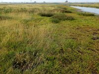 Puccinellia rupestris 2, Dichtbloemig kweldergras, Saxifraga-Ed Stikvoort