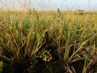 Puccinellia rupestris 3, Dichtbloemig kweldergras, Saxifraga-Ed Stikvoort