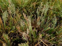 Puccinellia rupestris 6, Dichtbloemig kweldergras, Saxifraga-Ed Stikvoort