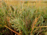 Puccinellia rupestris 8, Dichtbloemig kweldergras, Saxifraga-Ed Stikvoort