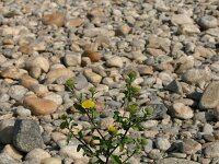 Pulicaria vulgaris 14, Klein vlooienkruid, Saxifraga-Dirk Hilbers