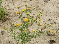 Pulicaria vulgaris 21, Klein vlooienkruid, Saxifraga-Ed Stikvoort