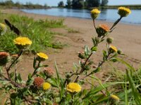 Pulicaria vulgaris 25, Klein vlooienkruid, Saxifraga-Ed Stikvoort